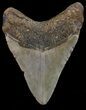 Bargain, Megalodon Tooth - North Carolina #67134-2